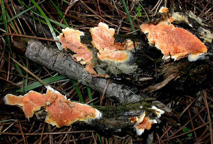 Arancione e strano (Leucogyrophana mollusca)